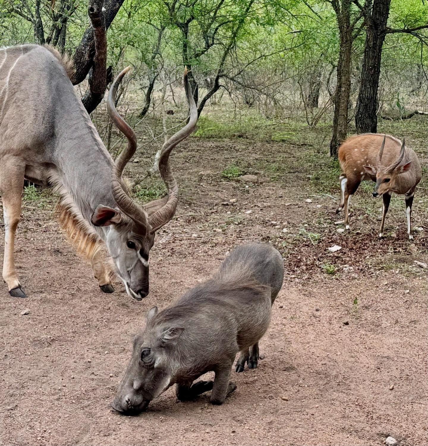 Bosveld Villa Marloth Park Exteriör bild