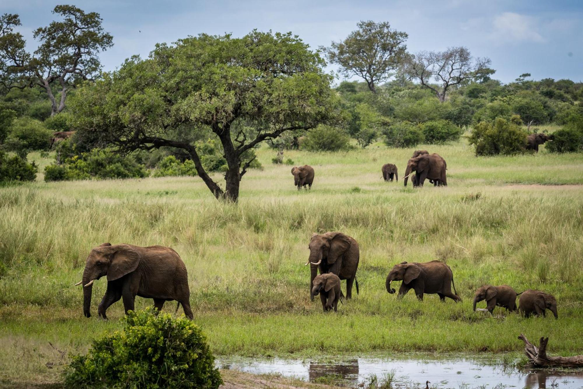 Bosveld Villa Marloth Park Exteriör bild