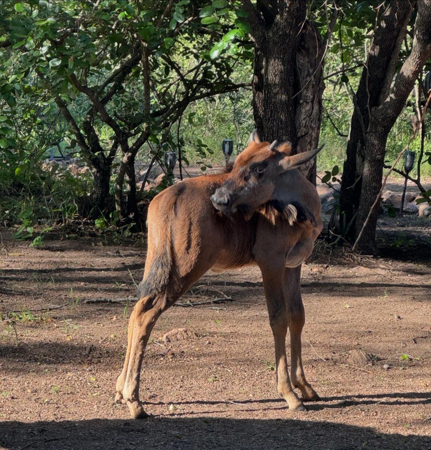 Bosveld Villa Marloth Park Exteriör bild